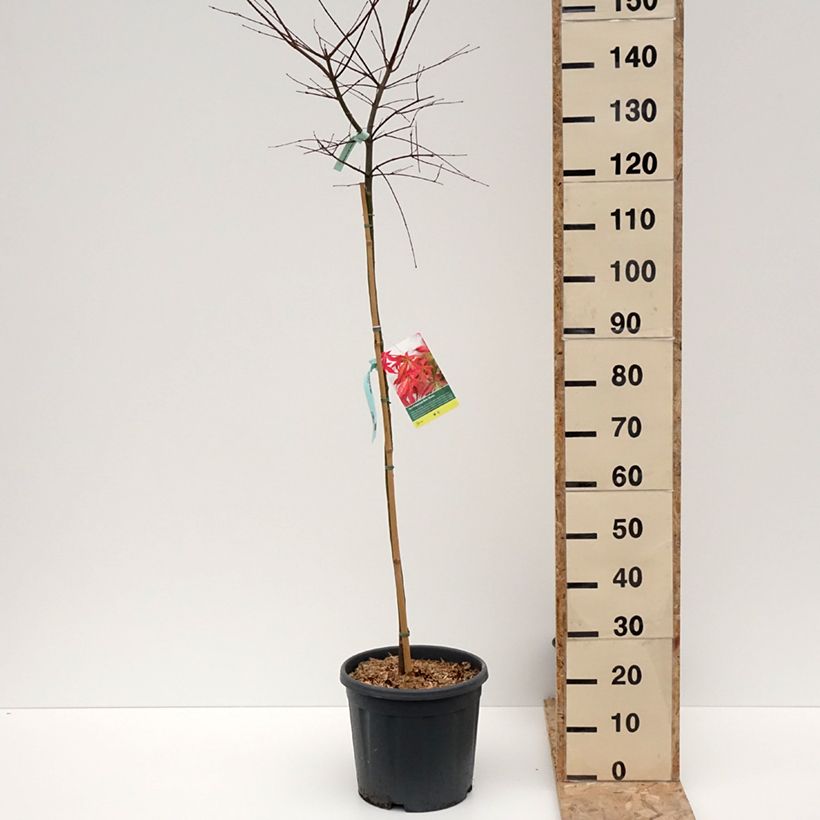 Spécimen de Érable du Japon Beni Maiko - Acer palmatum Pot de 12L/15L, Demi-tige tel que livré en hiver