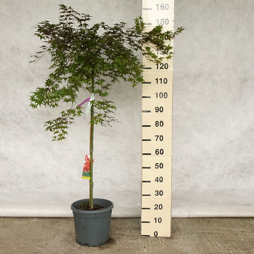 Spécimen de Érable du Japon Beni Maiko - Acer palmatum Pot de 12L/15L, Demi-Tige tel que livré au printemps