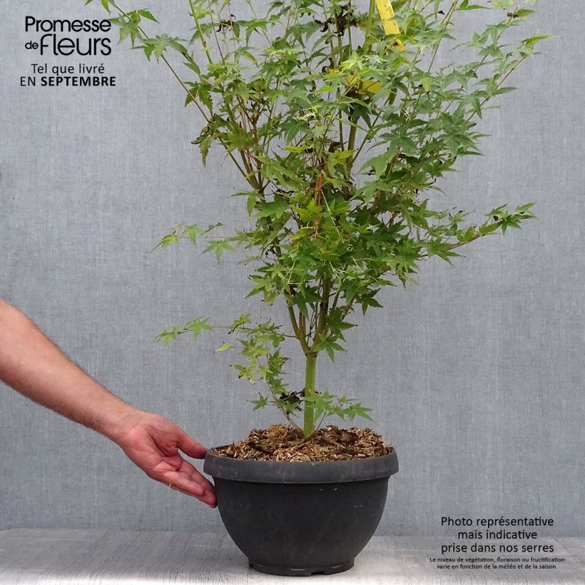 Spécimen de Érable du Japon Bi Hoo - Acer palmatum Coupe 7,5L / 10L tel que livré en automne