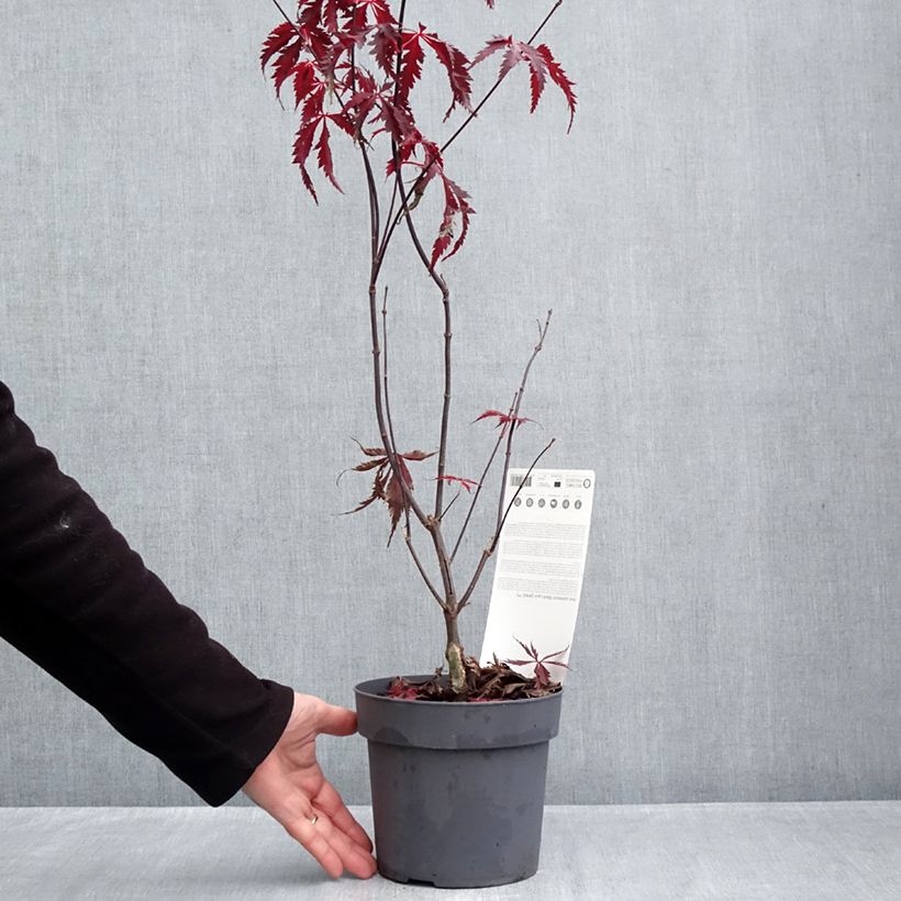 Spécimen de Érable du Japon Black Lace - Acer palmatum Pot de 2L/3L tel que livré en automne