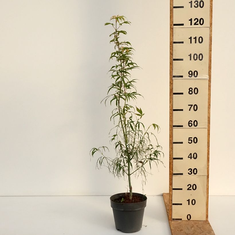Spécimen de Érable du Japon Koto-No-Ito - Acer palmatum Pot de 6L/7L tel que livré en été