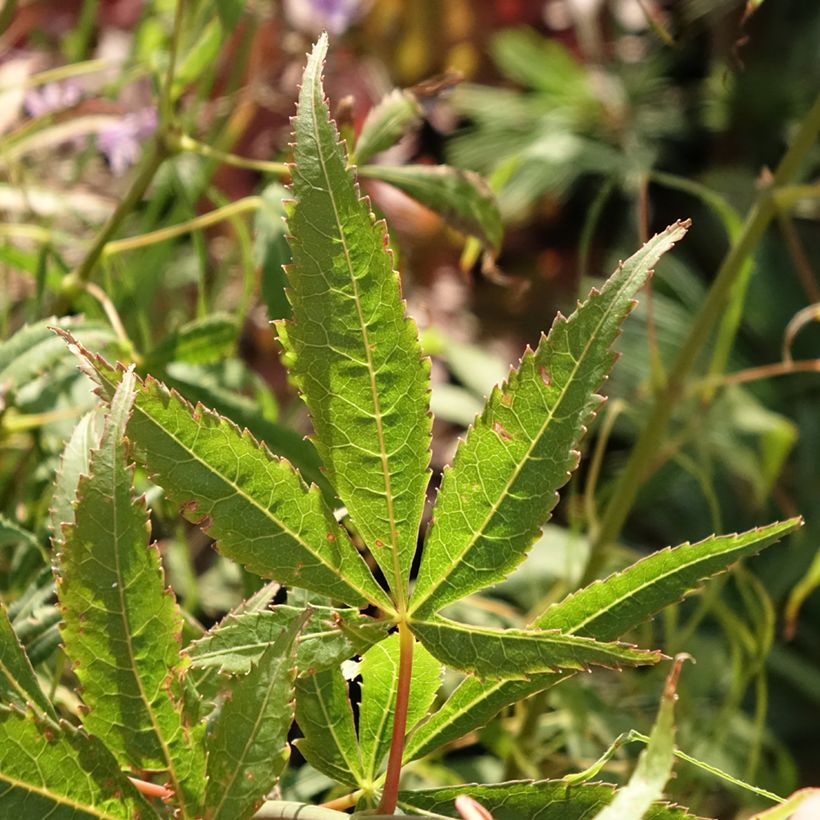 Érable du Japon Koto-No-Ito - Acer palmatum (Feuillage)