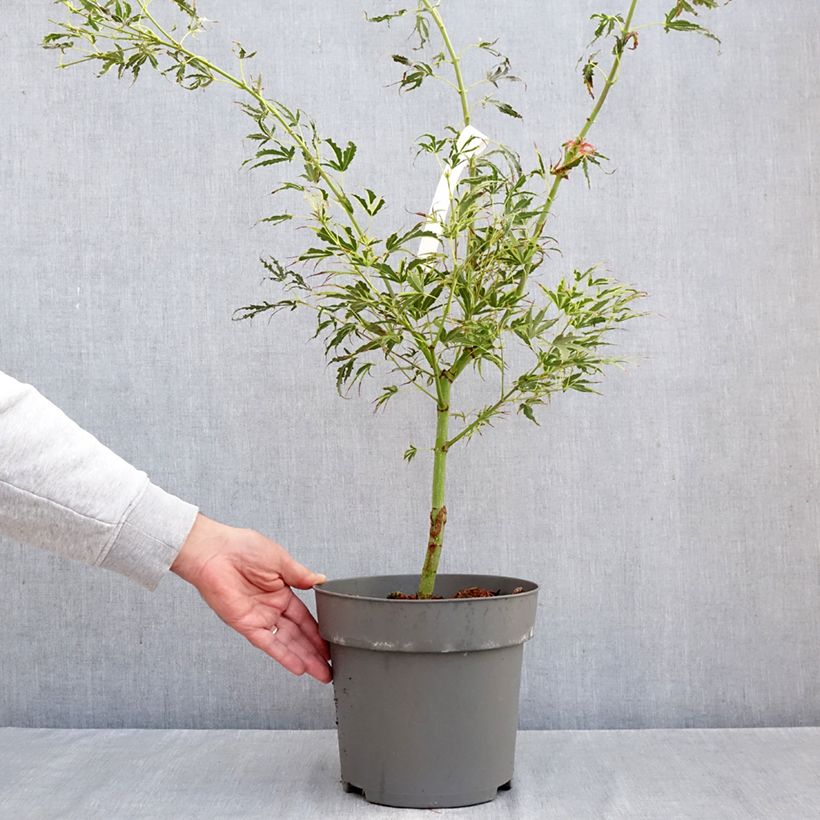 Spécimen de Érable du Japon Manyo-No-Sato - Acer palmatum Pot de 4L/5L tel que livré en automne