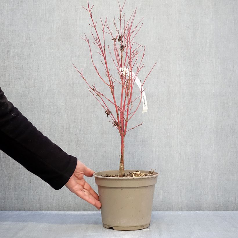 Spécimen de Erable du Japon Red Wood greffé Pot de 4L/5L tel que livré en hiver