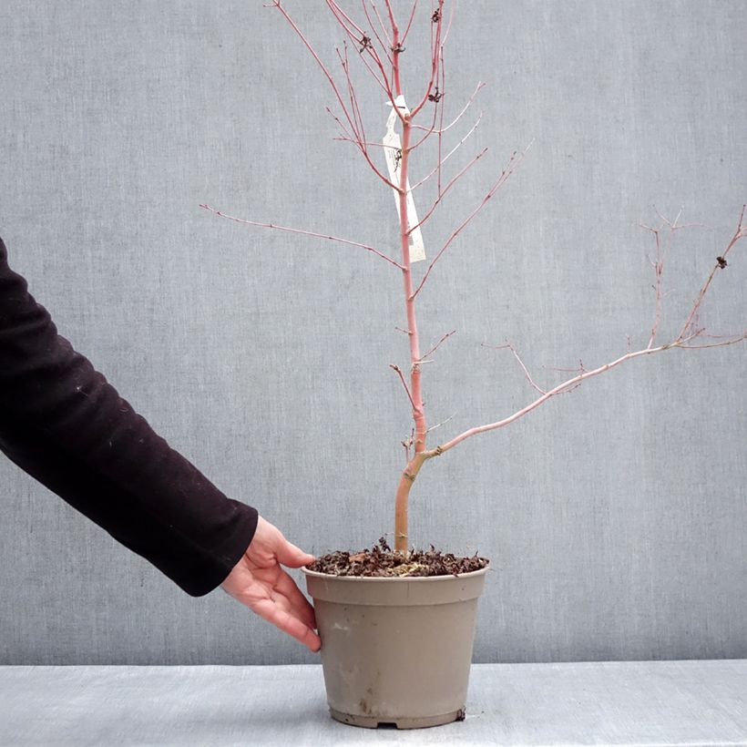 Spécimen de Erable du Japon Ueno Yama greffé Pot de 4L/5L tel que livré en hiver