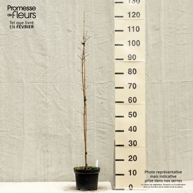 Spécimen de Erable hybride - Acer x orientalia Minorient Pot de 3L/4L tel que livré en hiver