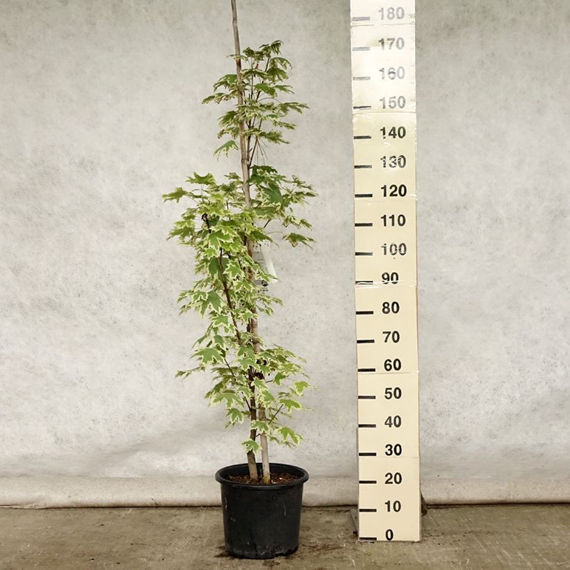 Spécimen de Erable plane - Acer platanoides Drummondii Pot de 12L/15L, Baliveau tel que livré en été