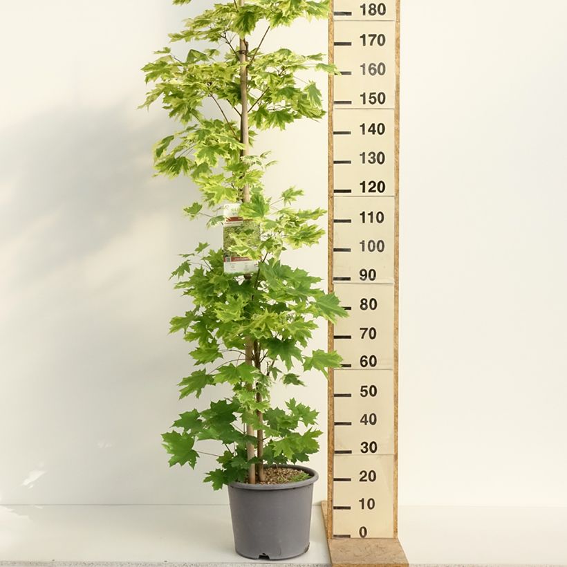 Acer platanoides Drummondii - Acero riccio Vaso da 12L/15L, Astone alto esemplare consegnato in primavera