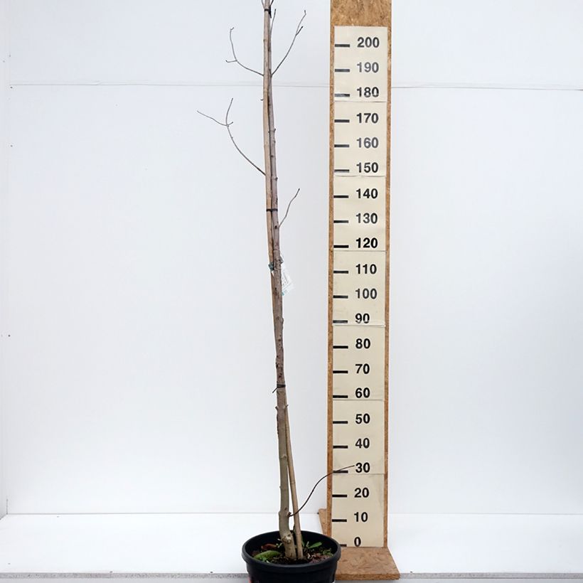 Spécimen de Érable platane - Acer platanoides Crimson King Pot de 20L/25L tel que livré en automne