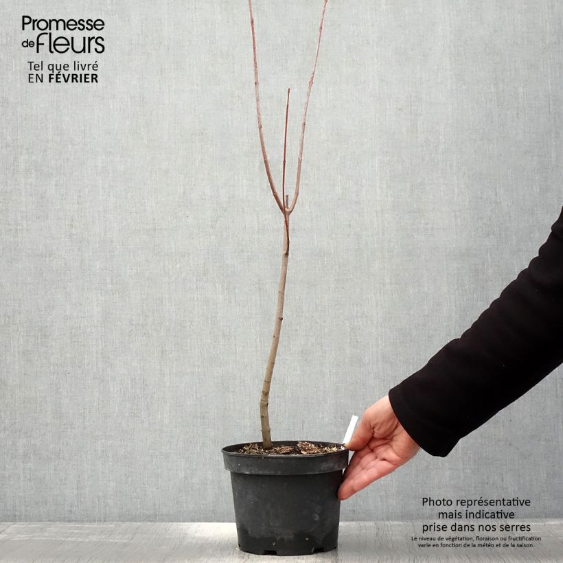 Spécimen de Érable rouge - Acer rubrum Pot de 3L/4L tel que livré en hiver