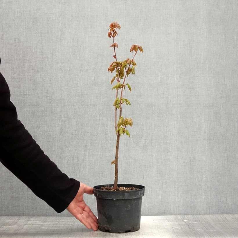 Spécimen de Érable rouge - Acer rubrum Pot de 3L/4L tel que livré au printemps