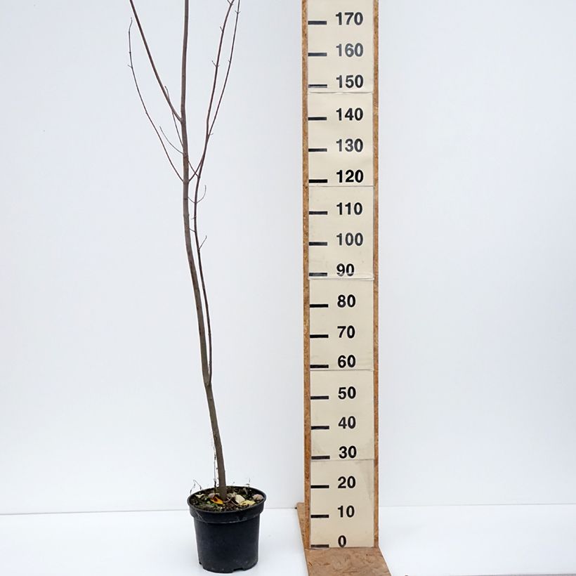 Spécimen de Érable rouge - Acer rubrum Pot de 7,5L/10L tel que livré en automne
