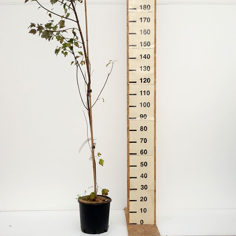 Spécimen de Érable rouge - Acer rubrum Summer Red Pot de 12L/15L, Tige tel que livré en automne