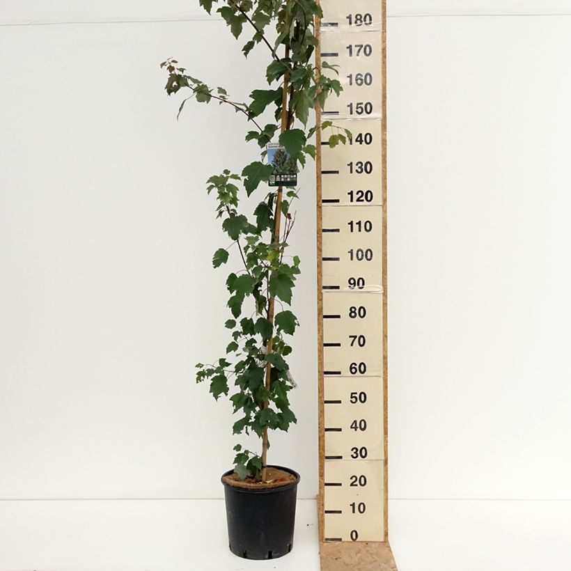 Spécimen de Érable rouge - Acer rubrum Summer Red Pot de 12L/15L, Tige tel que livré en été