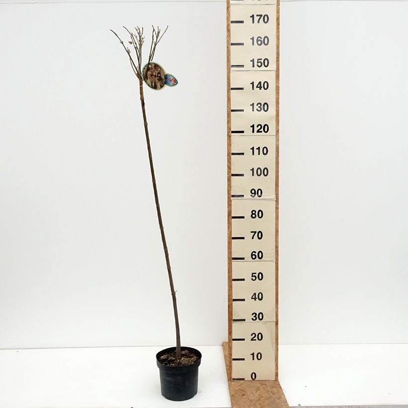 Spécimen de Erable sycomore - Acer pseudoplatanus Brilliantissimum Pot de 4L/5L tel que livré en automne