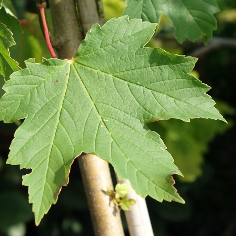 Erable sycomore - Acer pseudoplatanus Simon-Louis Frères (Feuillage)