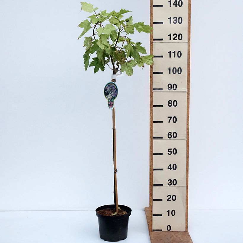Spécimen de Erable sycomore - Acer pseudoplatanus Simon-Louis Frères Pot de 4L/5L, Tige de 80 cm tel que livré en automne