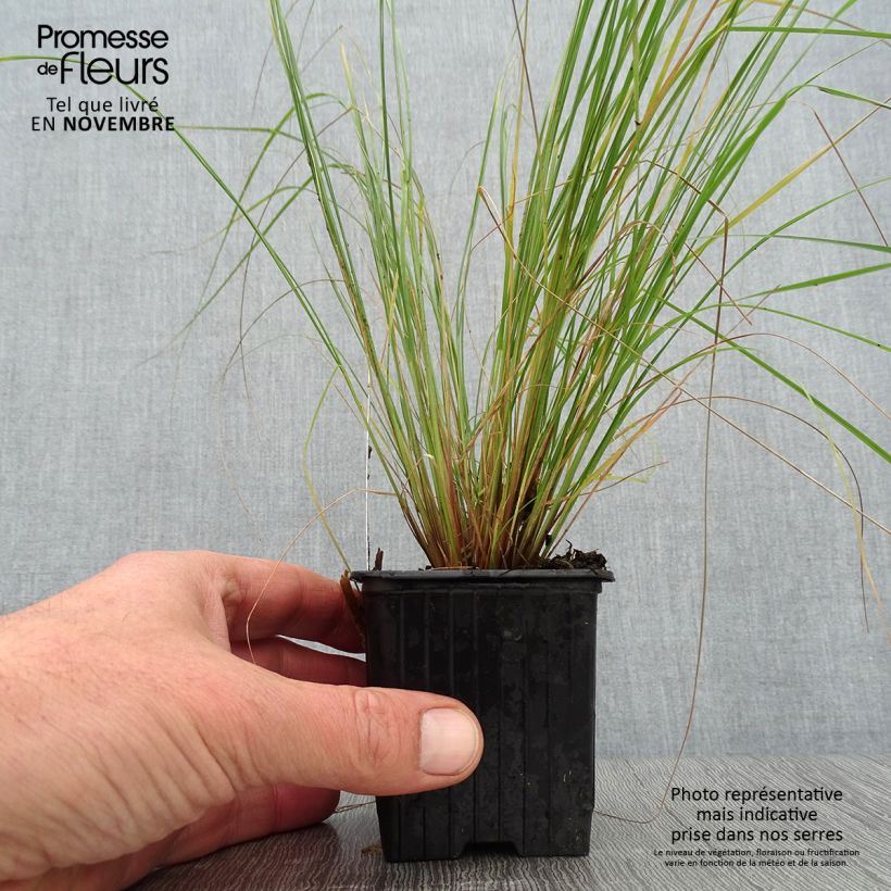 Spécimen de Eragrostis curvula - Herbe d'amour Godet de 8/9 cm tel que livré en automne