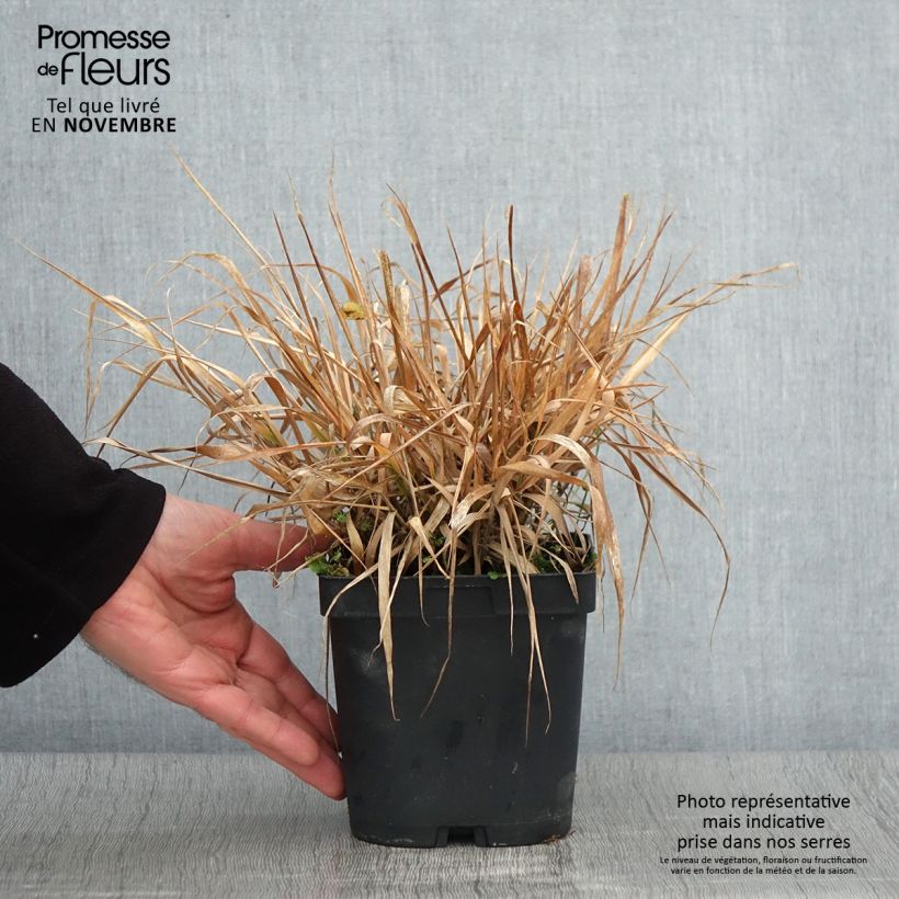 Spécimen de Eragrostis spectabilis - Herbe d'amour Pot de 1,5L/2L tel que livré en automne