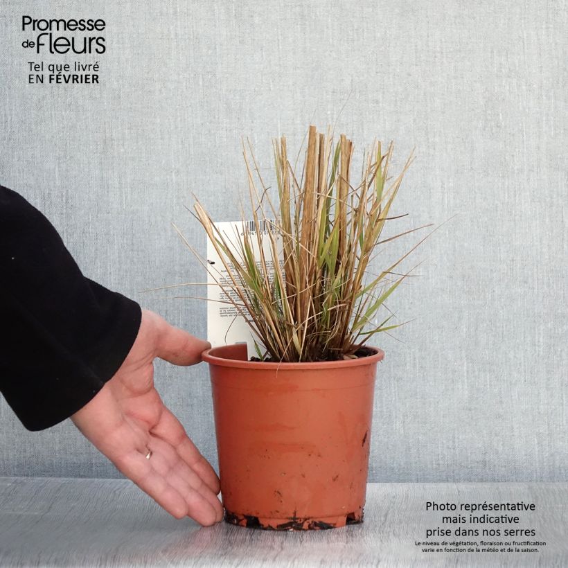 Spécimen de Eragrostis trichodes - Herbe d'amour Pot de 1L/1,5L tel que livré en hiver