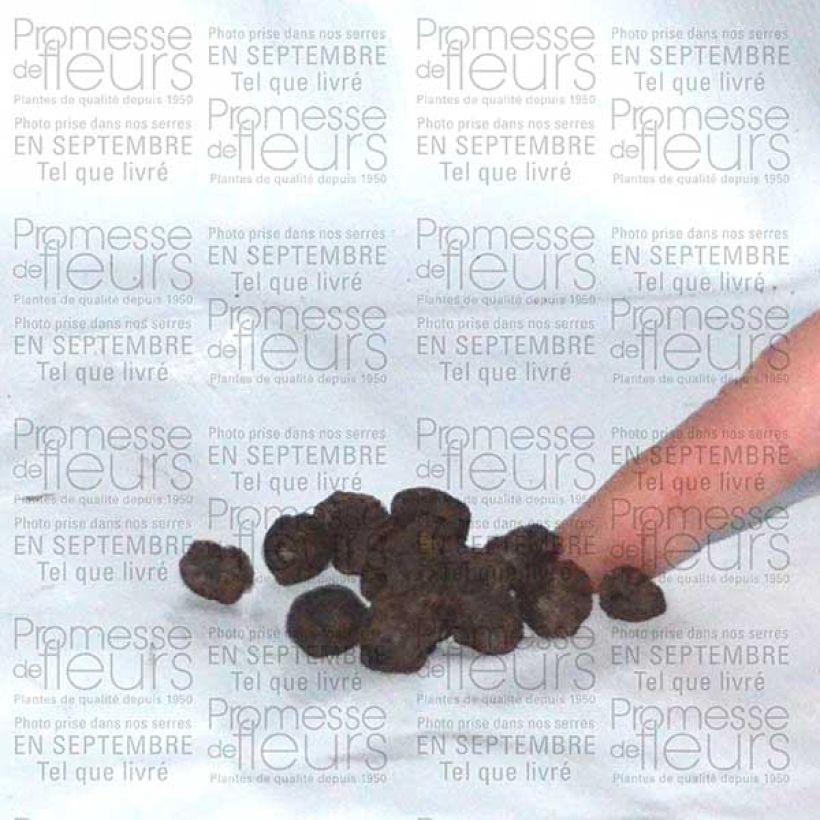 Exemple de spécimen de Eranthis hyemalis - Helléborine Bulbe calibre 4+ tel que livré