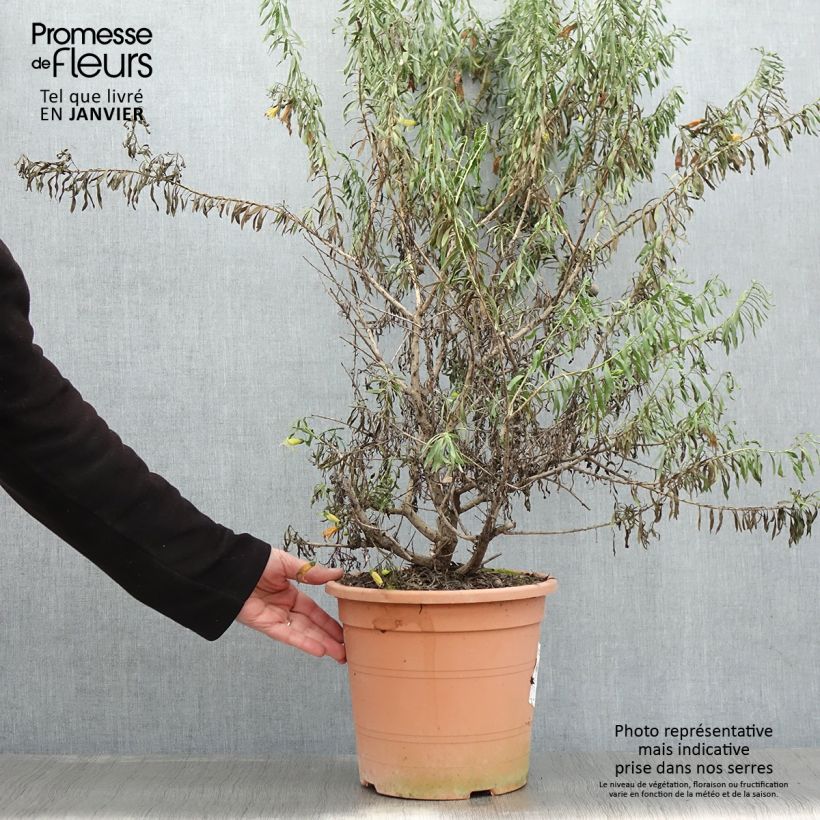 Spécimen de Eremophila maculata Aurea - Eremophile tacheté Pot de 7,5L/10L tel que livré en hiver