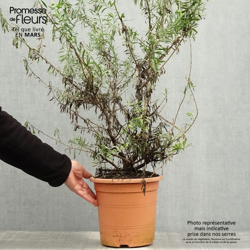 Spécimen de Eremophila maculata Aurea - Eremophile tacheté Pot de 7,5L/10L tel que livré au printemps