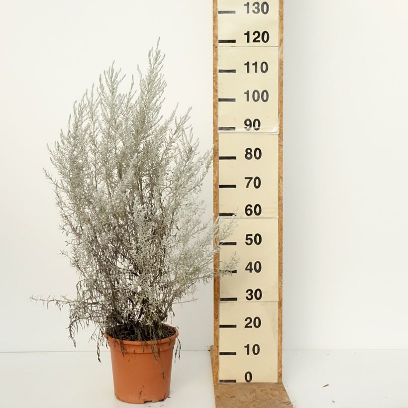 Spécimen de Eremophila nivea - Eremophile soyeuse Pot de 7,5L/10L tel que livré en automne