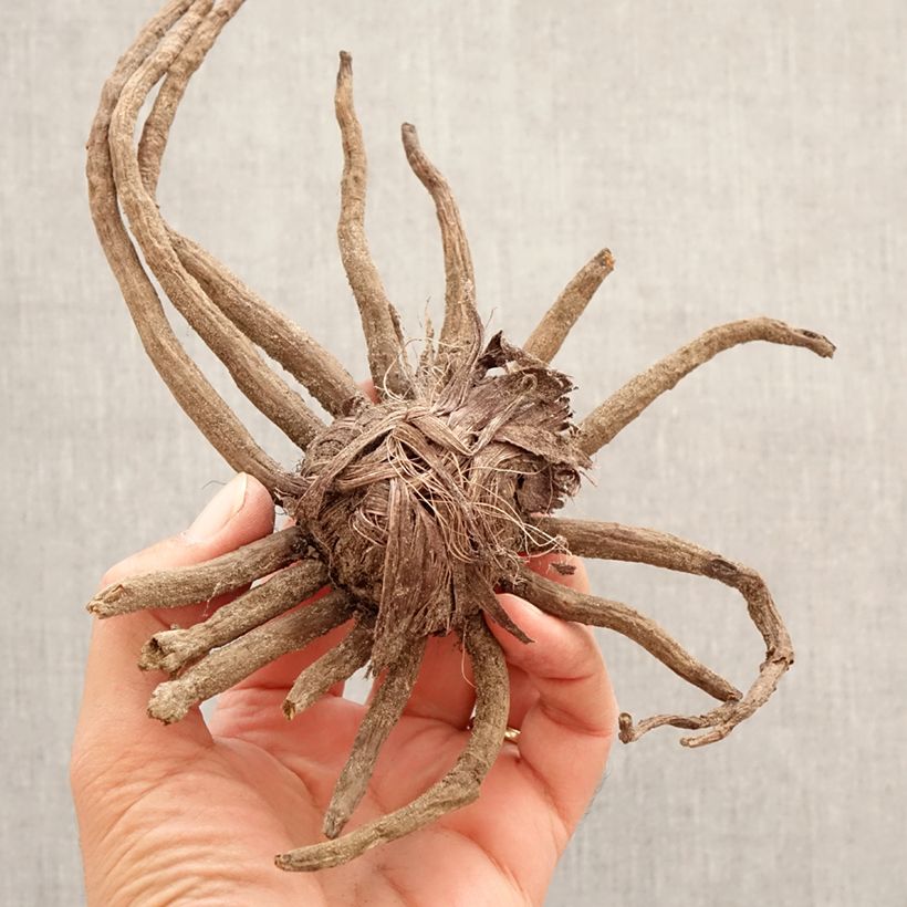 Spécimen de Eremurus Romance - Lis des steppes Bulbe calibre I tel que livré au printemps