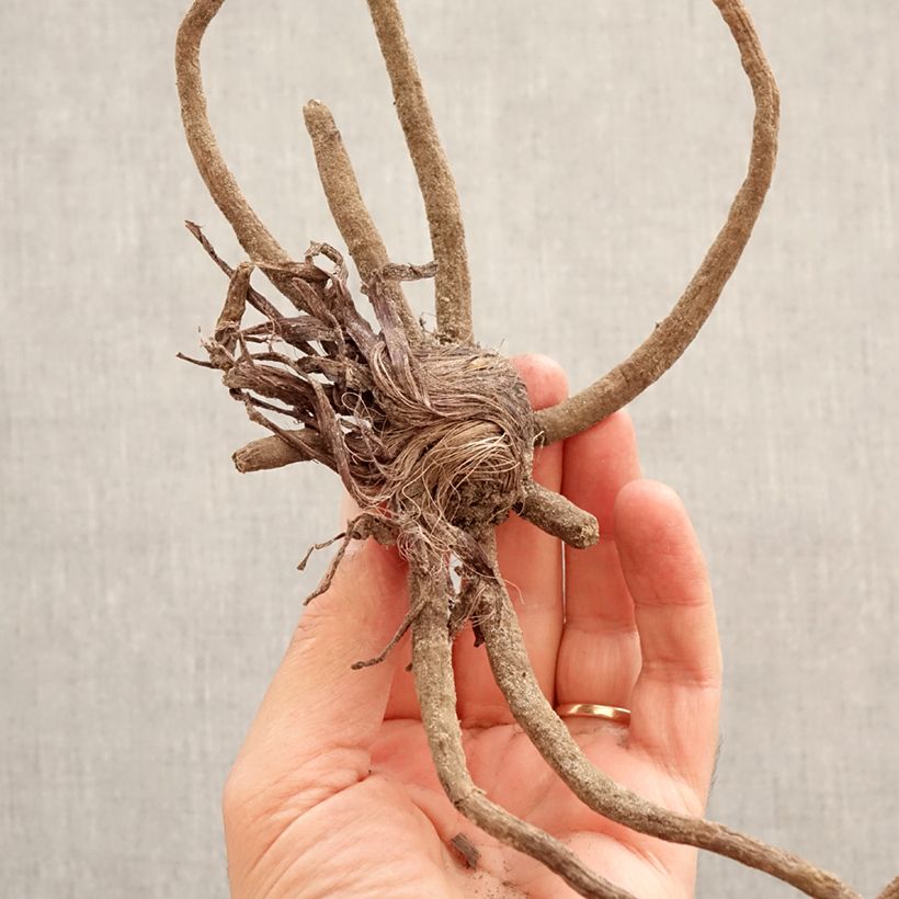 Spécimen de Eremurus Tap Dance - Lis des steppes Bulbe calibre I tel que livré au printemps