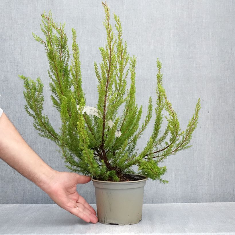 Spécimen de Erica arborea Alpina - Bruyère arborescente Pot de 2L/3L tel que livré en automne