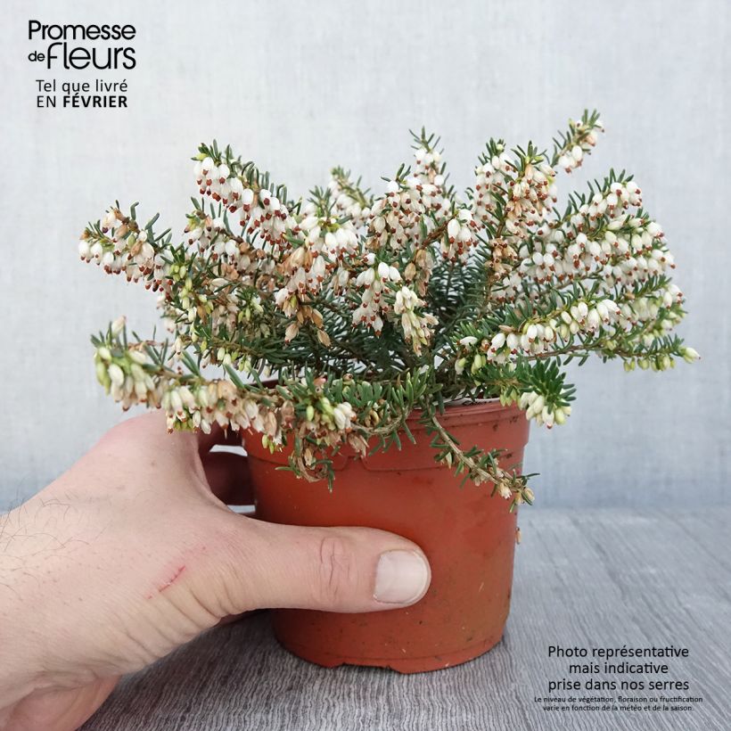 Spécimen de Erica darleyensis Darley Dale - Bruyère d'hiver Pot de 1L/1,5L tel que livré en hiver