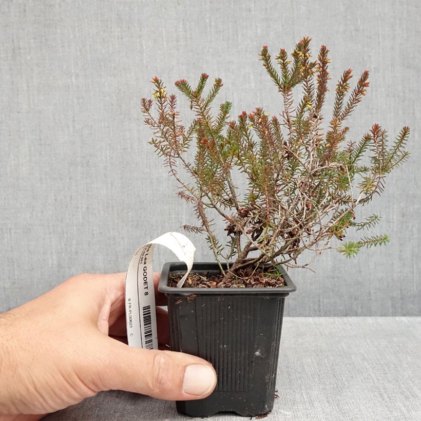 Spécimen de Erica darleyensis Lea - Bruyère d'hiver Godet de 8/9 cm tel que livré en automne