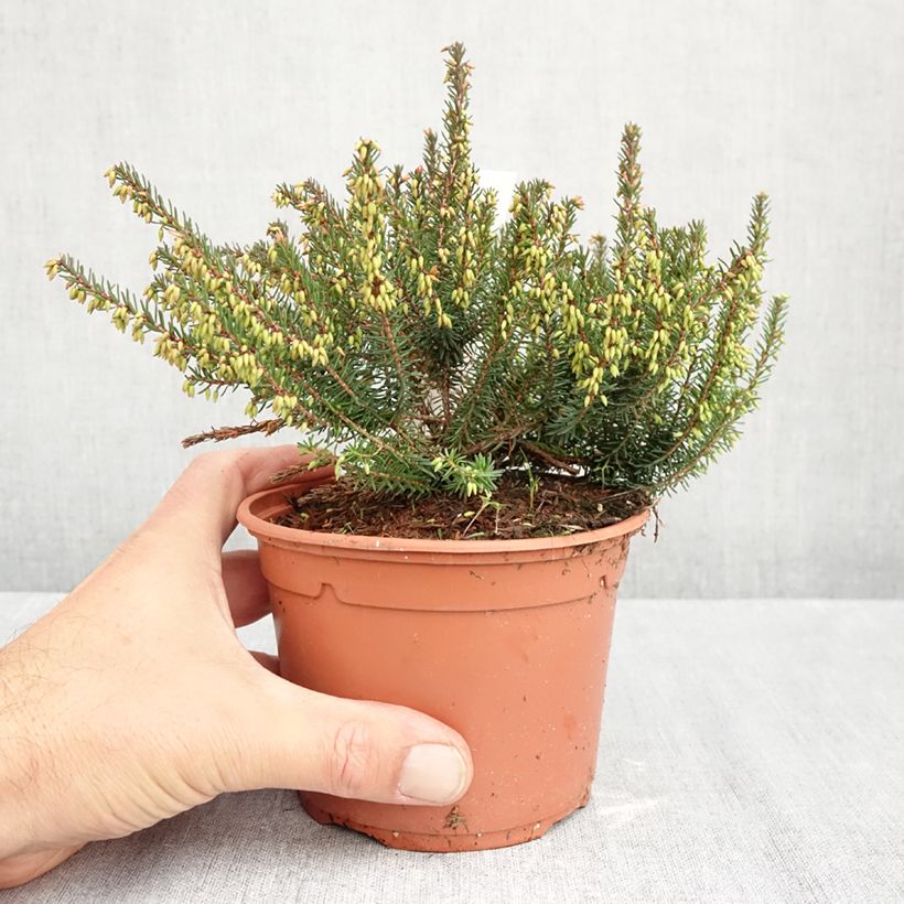 Spécimen de Erica darleyensis Lea - Bruyère d'hiver Pot de 1L/1,5L tel que livré en automne