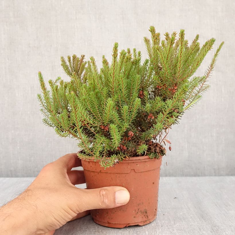 Spécimen de Erica darleyensis Lea - Bruyère d'hiver Pot de 1L/1,5L tel que livré en été