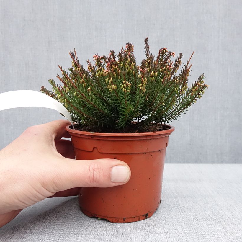 Spécimen de Erica darleyensis Lea - Bruyère d'hiver Pot de 1L/1,5L tel que livré en hiver