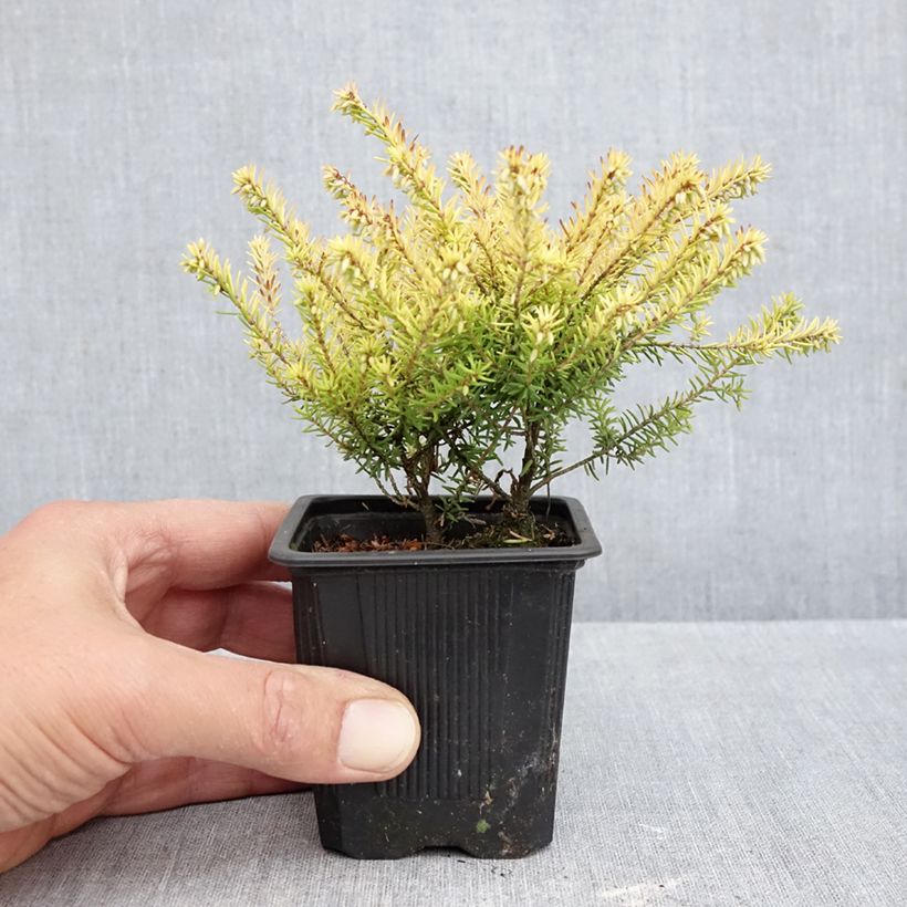 Spécimen de Erica darleyensis Marie Helen - Bruyère d'hiver Godet de 8/9 cm tel que livré en automne