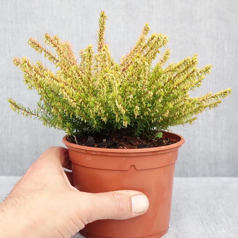 Spécimen de Erica darleyensis Marie Helen - Bruyère d'hiver Pot de 1L/1,5L tel que livré en automne