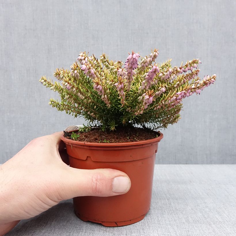 Spécimen de Erica darleyensis Marie Helen - Bruyère d'hiver Pot de 1L/1,5L tel que livré en hiver