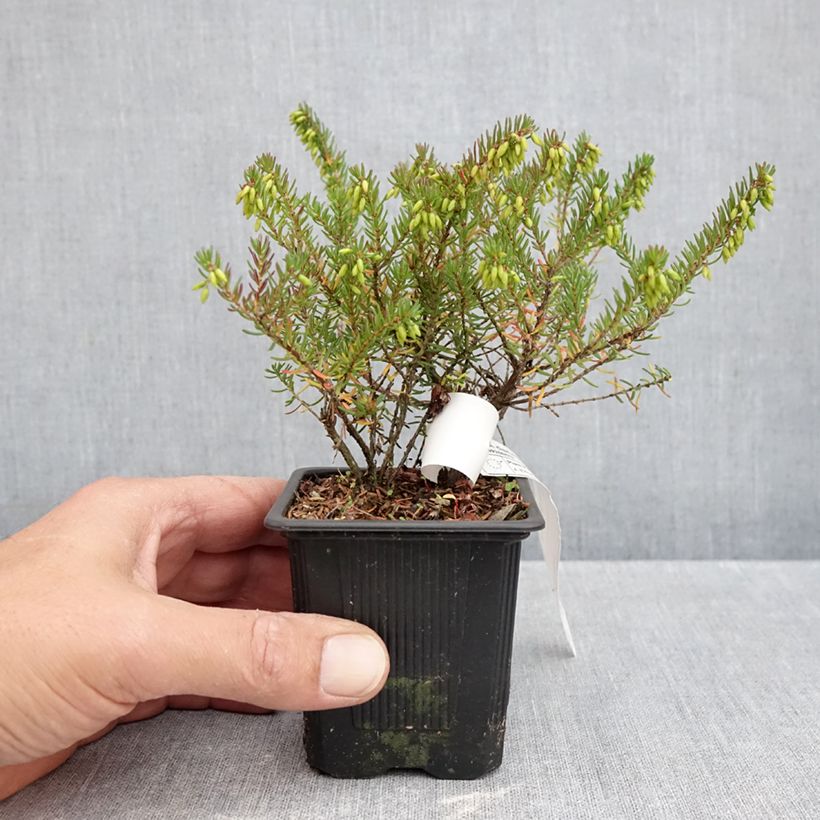 Spécimen de Erica darleyensis Tyann - Bruyère d'hiver Godet de 8/9 cm tel que livré en automne