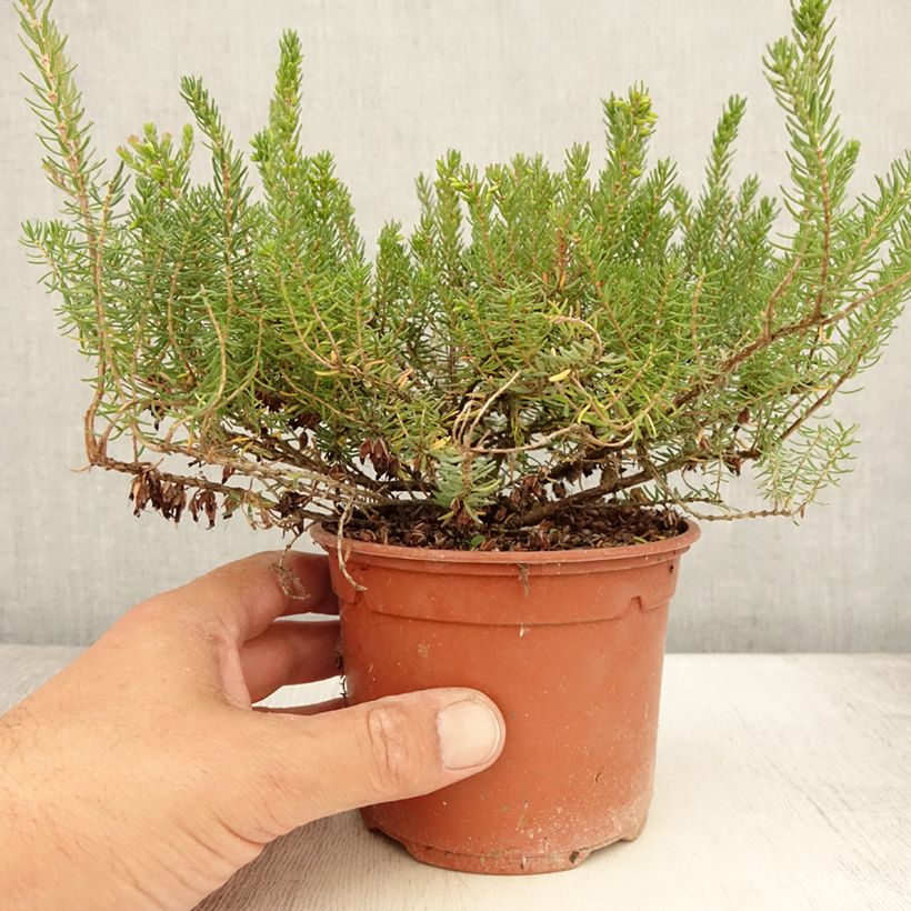 Spécimen de Erica darleyensis Tyann - Bruyère d'hiver Pot de 1L/1,5L tel que livré en été