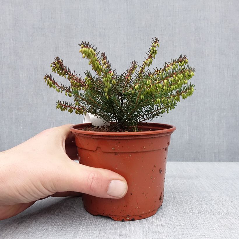 Spécimen de Erica darleyensis Tyann - Bruyère d'hiver Pot de 1L/1,5L tel que livré en hiver