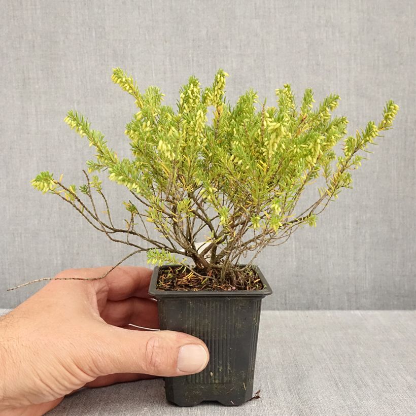 Spécimen de Erica darleyensis White Glow - Bruyère d'hiver Godet de 8/9 cm tel que livré en automne