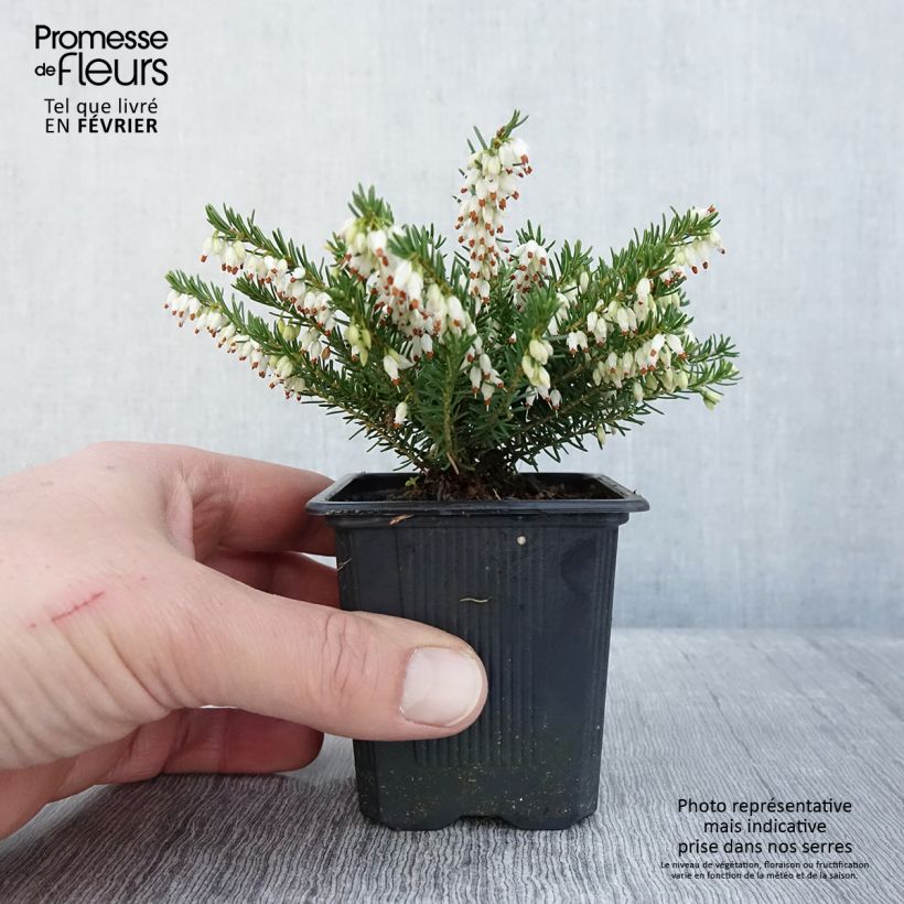 Spécimen de Erica darleyensis White Glow - Bruyère d'hiver Godet de 8/9 cm tel que livré en hiver