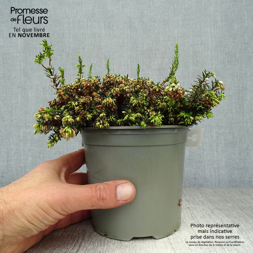 Spécimen de Erica darleyensis White Perfection - Bruyère d'hiver Godet de 8/9 cm tel que livré en automne