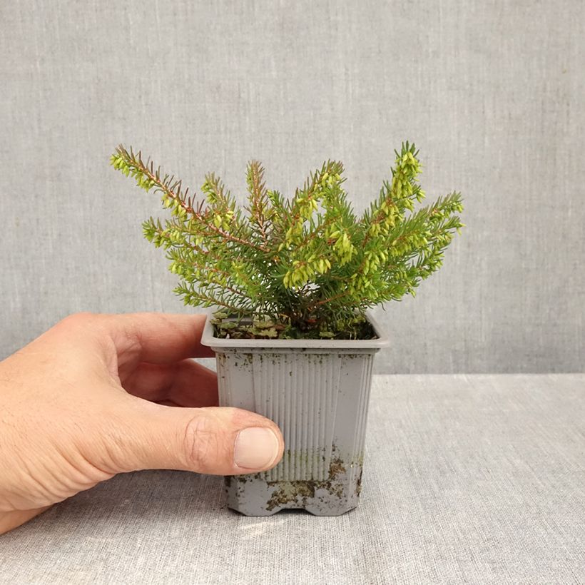 Spécimen de Erica x darleyensis Spring Surprise, bruyère Godet de 8/9 cm tel que livré en automne