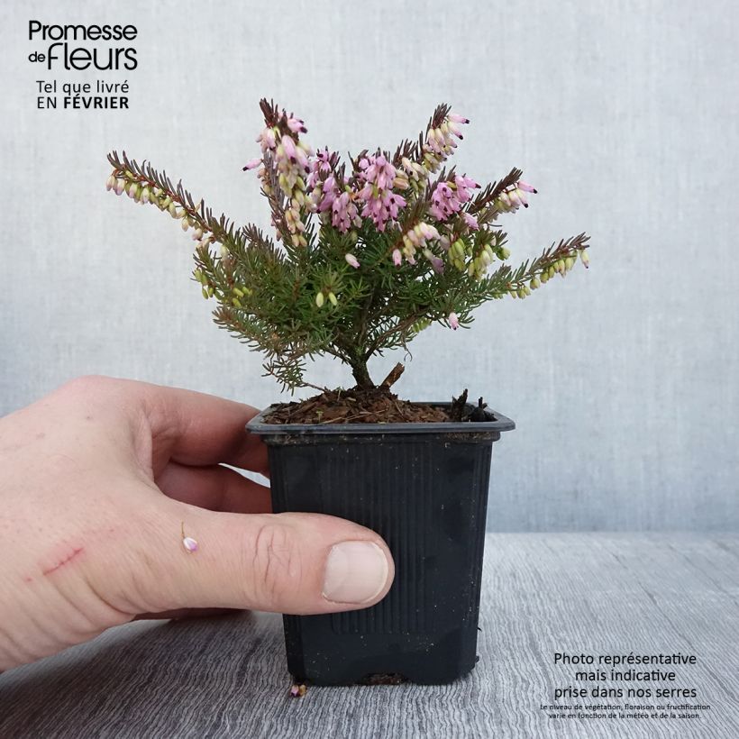 Spécimen de Erica x darleyensis Spring Surprise, bruyère Godet de 8/9 cm tel que livré en hiver