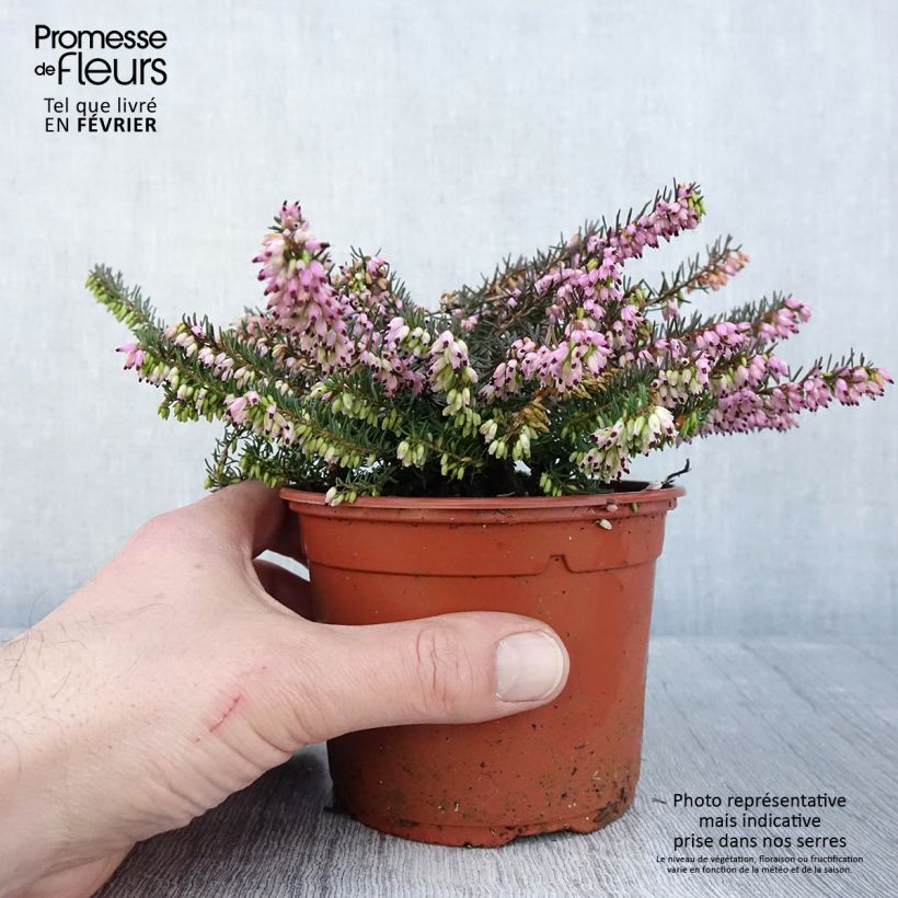 Spécimen de Erica x darleyensis Spring Surprise, bruyère Pot de 1L/1,5L tel que livré en hiver