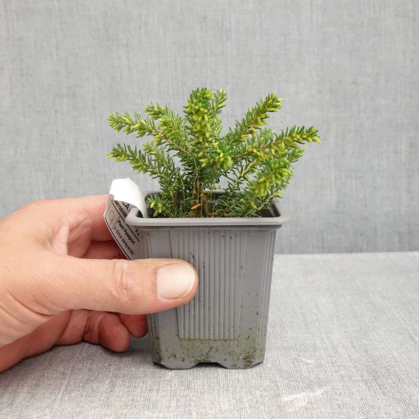 Spécimen de Erica x darleyensis Winter Belles Katia - Bruyère d'hiver Godet de 8/9 cm tel que livré en automne