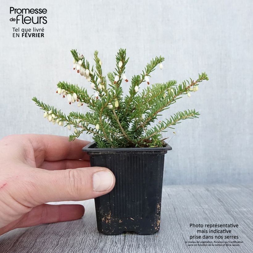 Spécimen de Erica x darleyensis Winter Belles Katia - Bruyère d'hiver Godet de 8/9 cm tel que livré en hiver